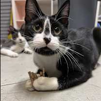 Thumbnail photo of Bjorn Borg #1