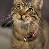 Thumbnail photo of Piñon Nut #3