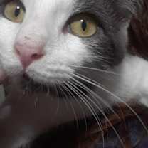 Thumbnail photo of Samwise #2