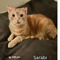 Thumbnail photo of Sarabi #2