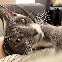 Thumbnail photo of Macaroni Bob #1