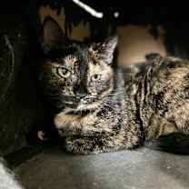 Thumbnail photo of Gigi #4