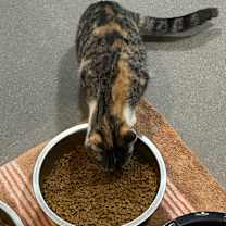 Thumbnail photo of Kimmy #1