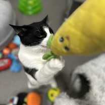 Thumbnail photo of Chandler #4