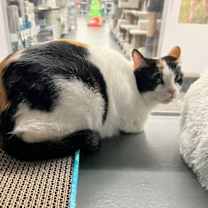 Thumbnail photo of Daphne #1