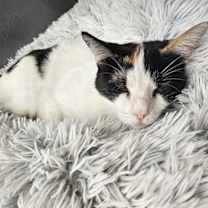 Thumbnail photo of Daphne #2