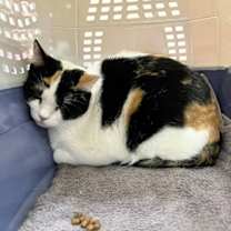 Thumbnail photo of Daphne #3