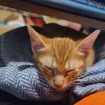 Thumbnail photo of Chai #1