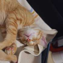Thumbnail photo of Chai #4