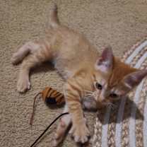 Thumbnail photo of Chai #2