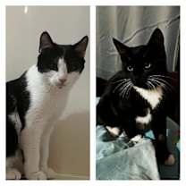 Thumbnail photo of Rosie & Sadie #1