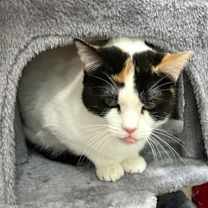 Thumbnail photo of Daphne #4