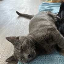 Thumbnail photo of Joe Dirt #1