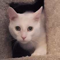 Thumbnail photo of Gilbert - AC #4