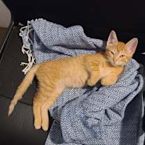 Thumbnail photo of Chai #3