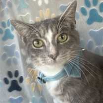 Thumbnail photo of THING ONE #1