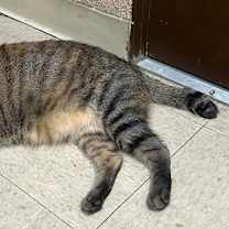 Thumbnail photo of Minka #1