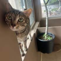 Thumbnail photo of Minka #2