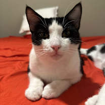 Thumbnail photo of Bryony #1