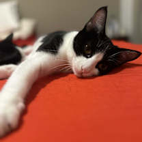 Thumbnail photo of Violet #2