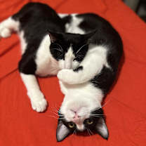 Thumbnail photo of Violet #3