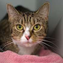 Thumbnail photo of Pepper #4