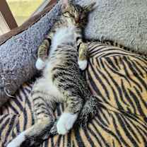 Thumbnail photo of Kobe #2