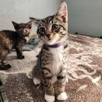 Thumbnail photo of Kobe #3