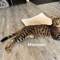 Thumbnail photo of Monsoon #2