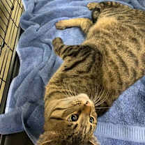 Thumbnail photo of Sweet William #3