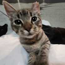 Thumbnail photo of Baby Cookie #1