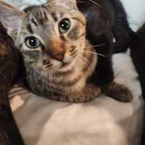 Thumbnail photo of Baby Cookie #2