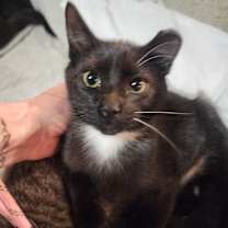 Thumbnail photo of Shookie #1