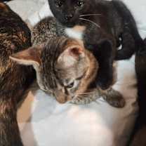 Thumbnail photo of Shookie #2