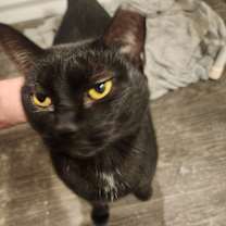 Thumbnail photo of Shady #1