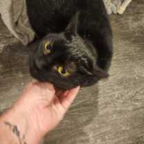 Thumbnail photo of Shady #2