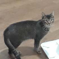 Thumbnail photo of Peso #3