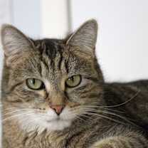 Thumbnail photo of Chaz #1