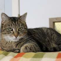Thumbnail photo of Chaz #2
