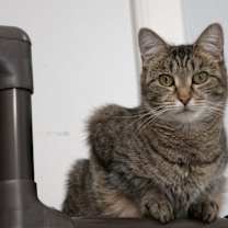 Thumbnail photo of Chaz #4