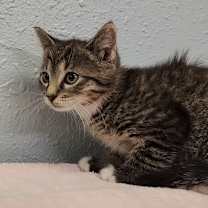 Thumbnail photo of Mittens #3