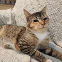 Thumbnail photo of Tabitha #1