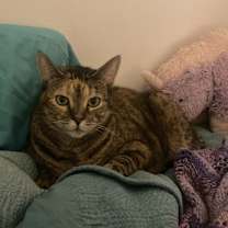 Thumbnail photo of Lola #1