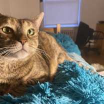 Thumbnail photo of Lola #4