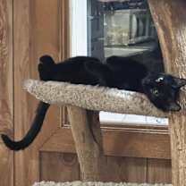 Thumbnail photo of Chalupa #2