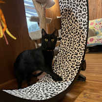 Thumbnail photo of Chalupa #3