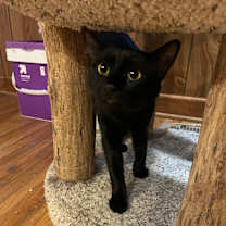 Thumbnail photo of Chalupa #4