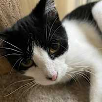 Thumbnail photo of Dove #3