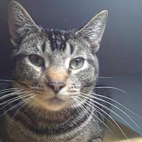 Thumbnail photo of Peso #4