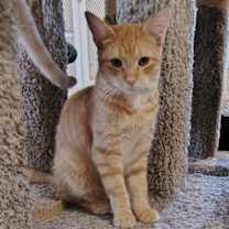 Thumbnail photo of Rover #2